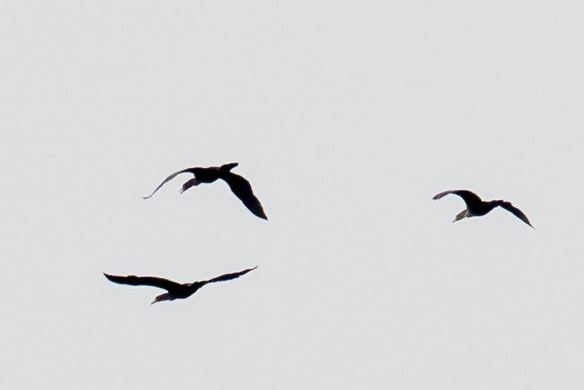 Double-crested Cormorant - Sandy & Bob Sipe
