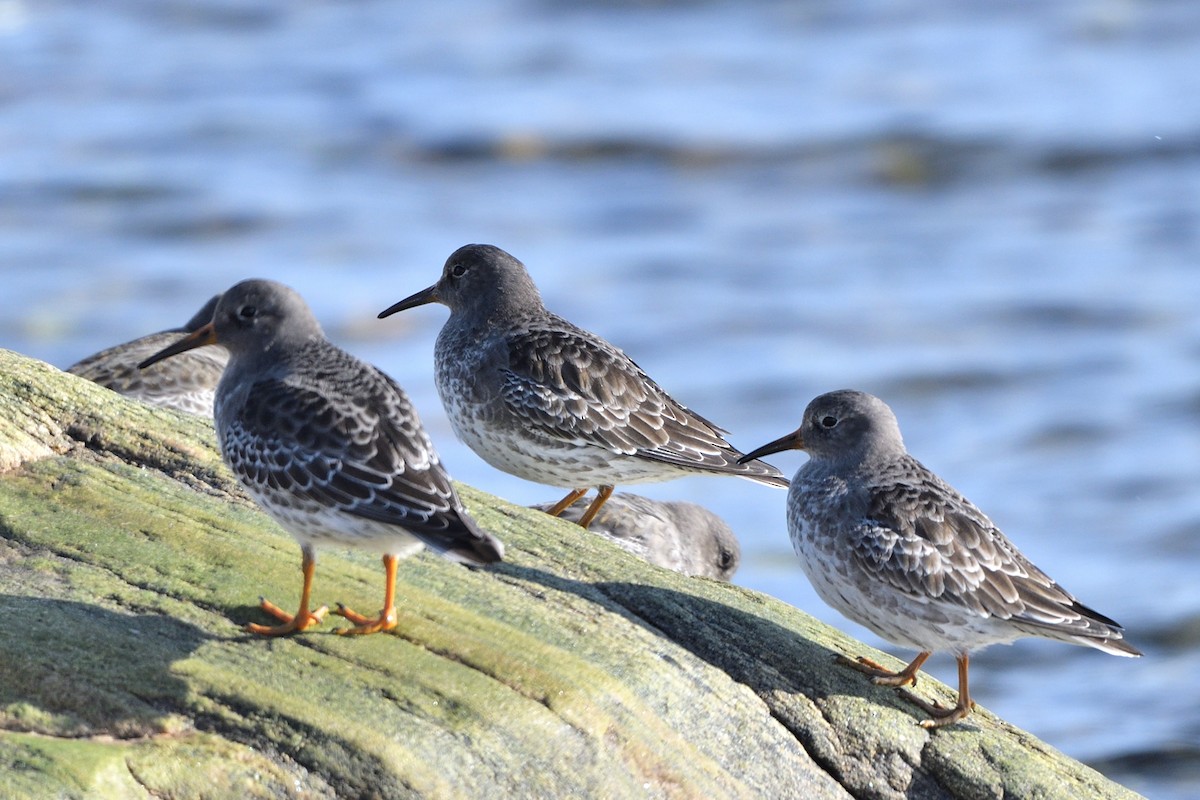 Purple Sandpiper - ML278592191