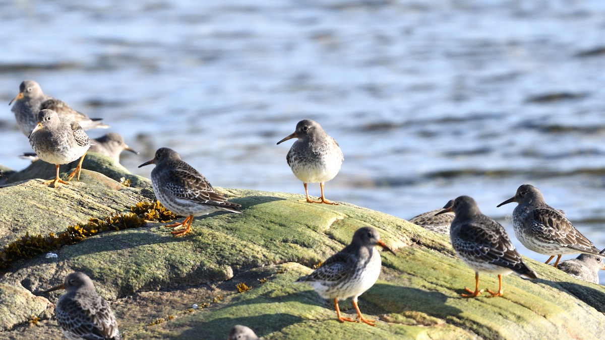 Purple Sandpiper - ML278592201