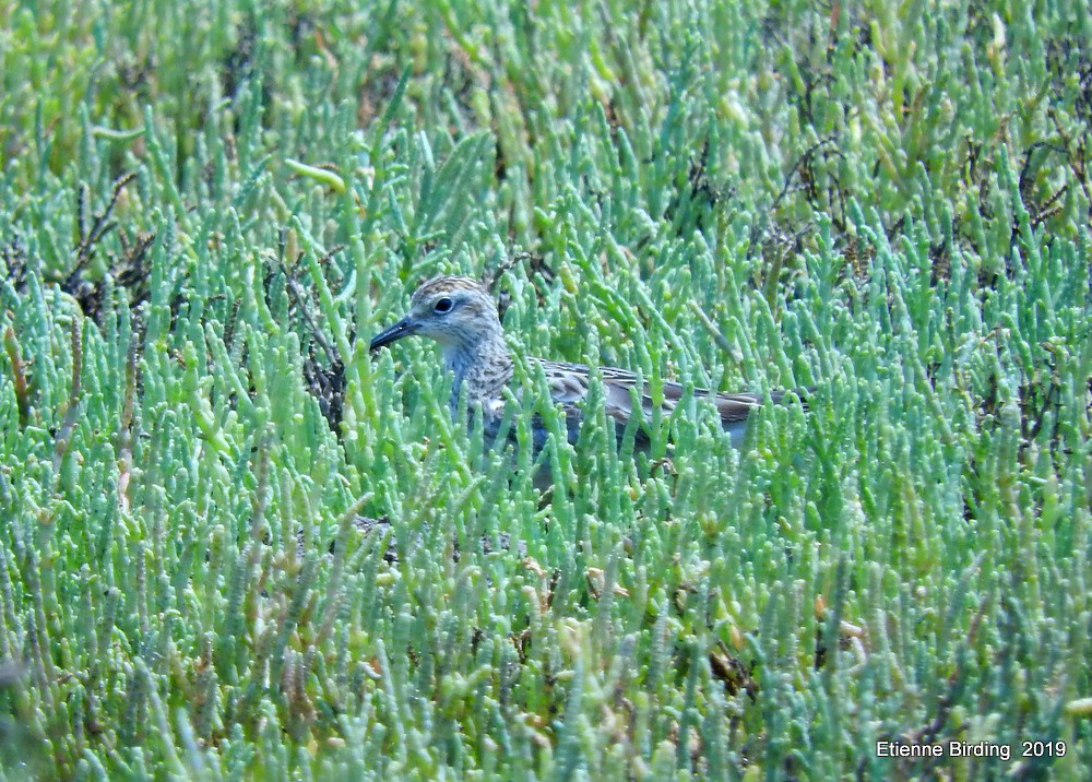 Sharp-tailed Sandpiper - ML278594141