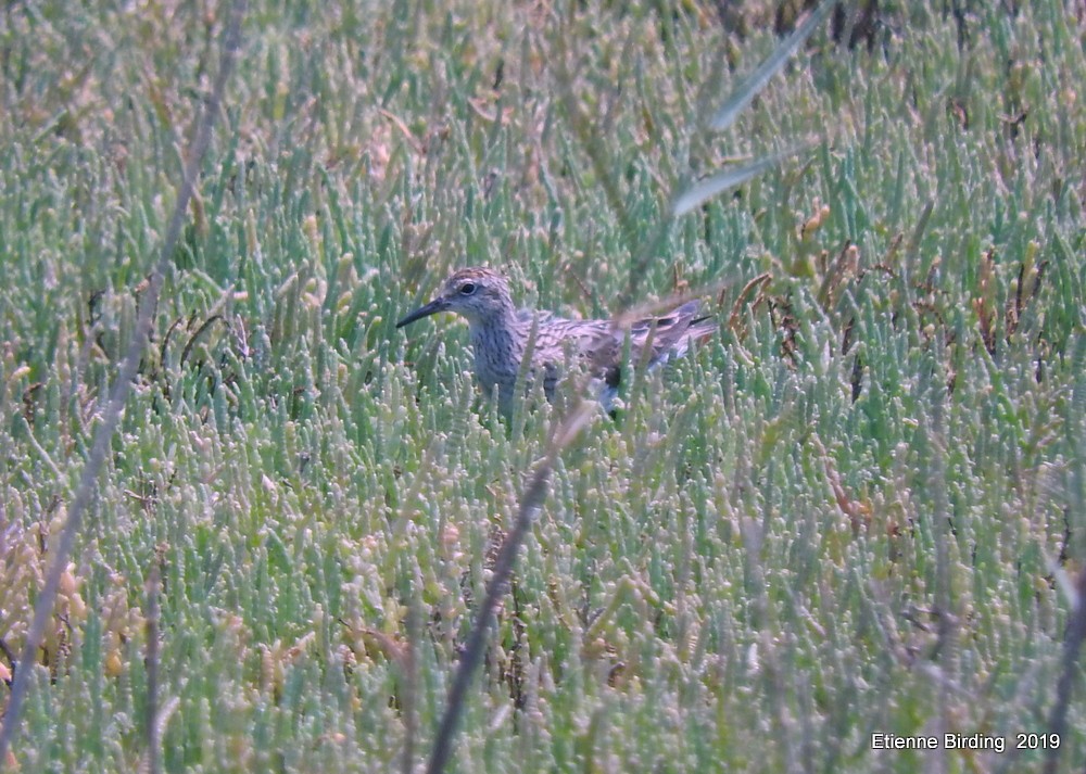 Sharp-tailed Sandpiper - ML278594151