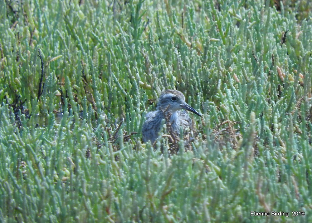 Sharp-tailed Sandpiper - ML278594171