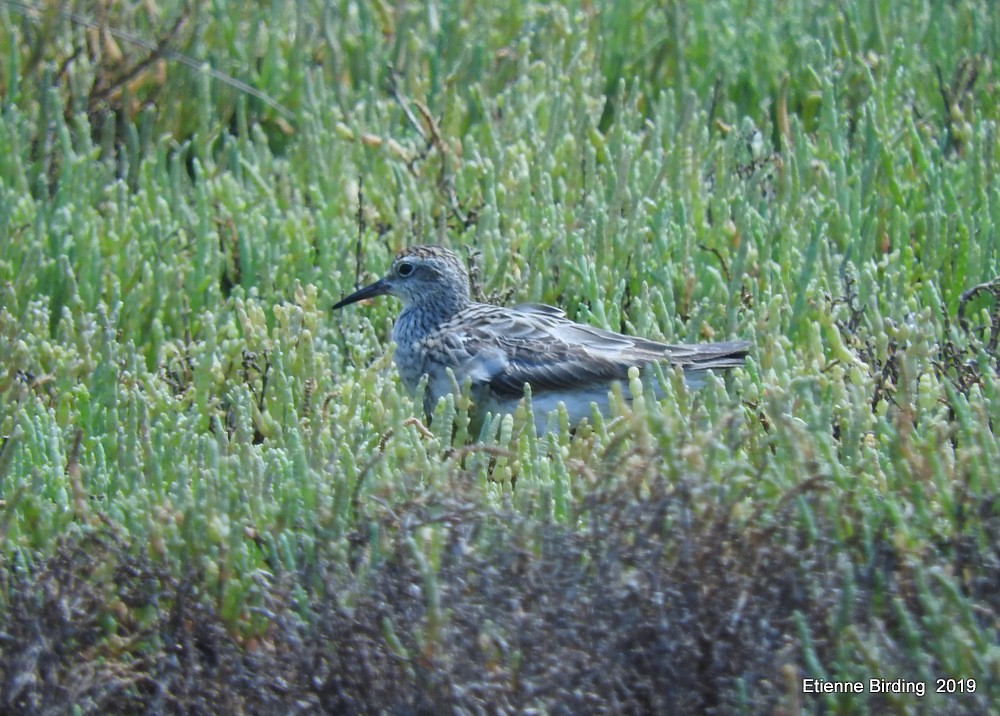 Sharp-tailed Sandpiper - ML278594331