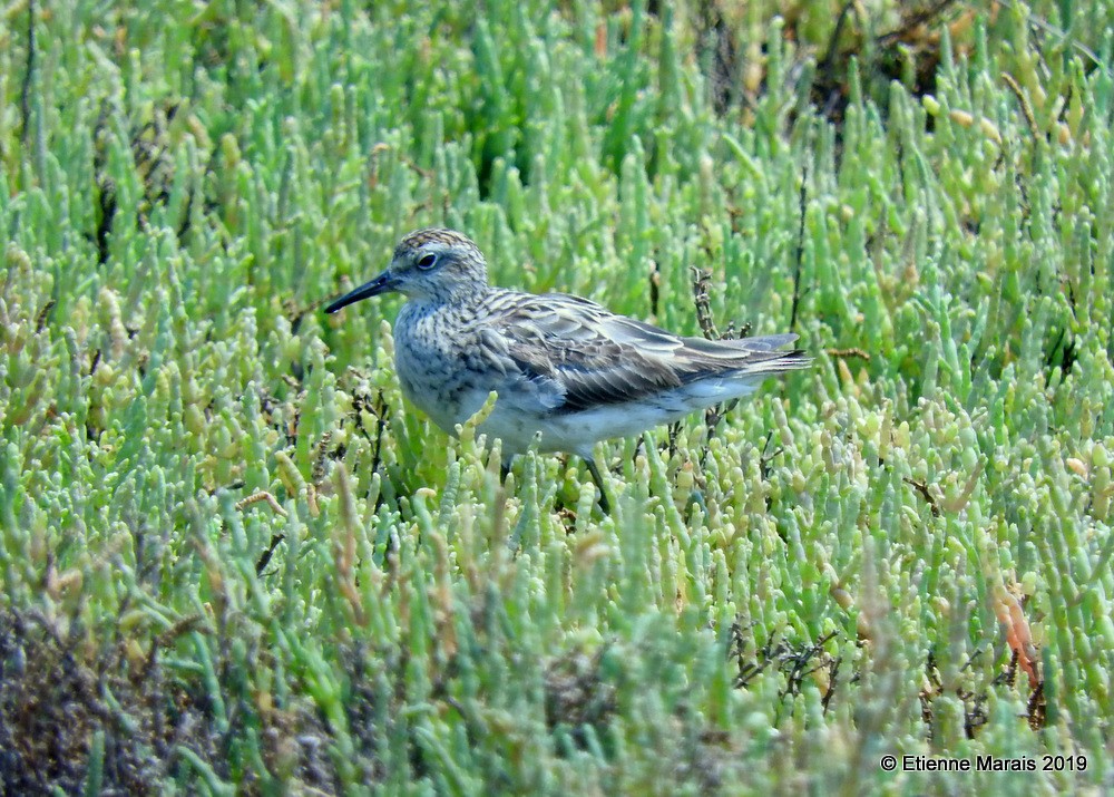 Sharp-tailed Sandpiper - ML278594341