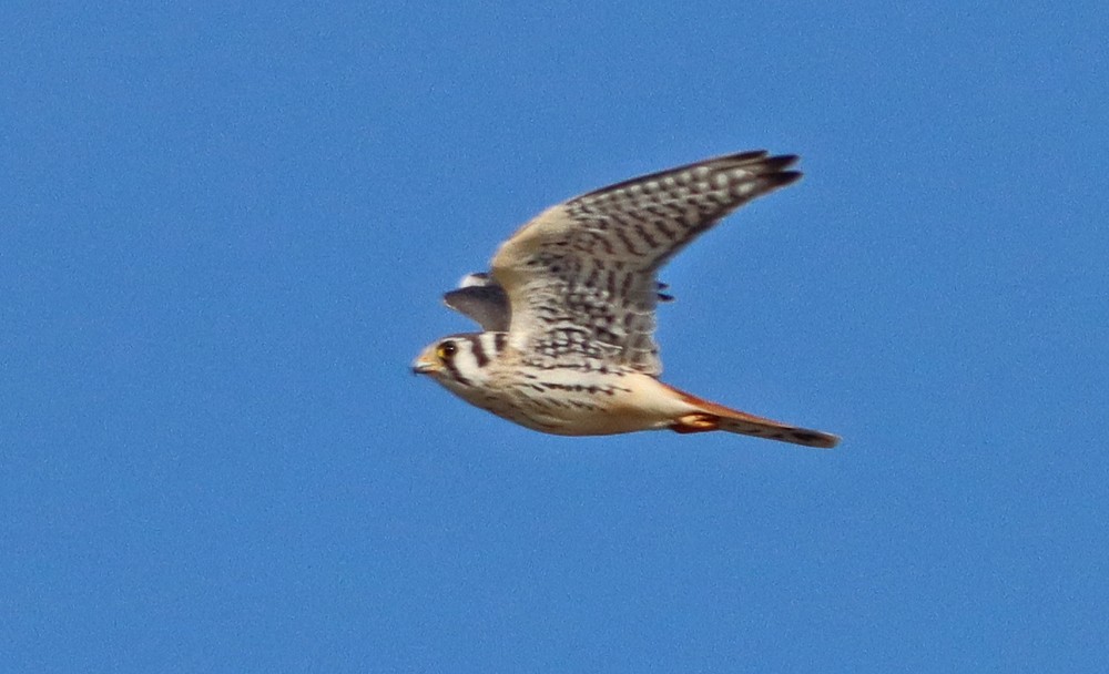 American Kestrel - ML278594391