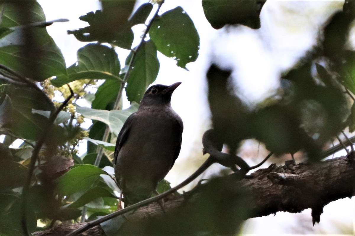 Indian Blackbird - ML278596071