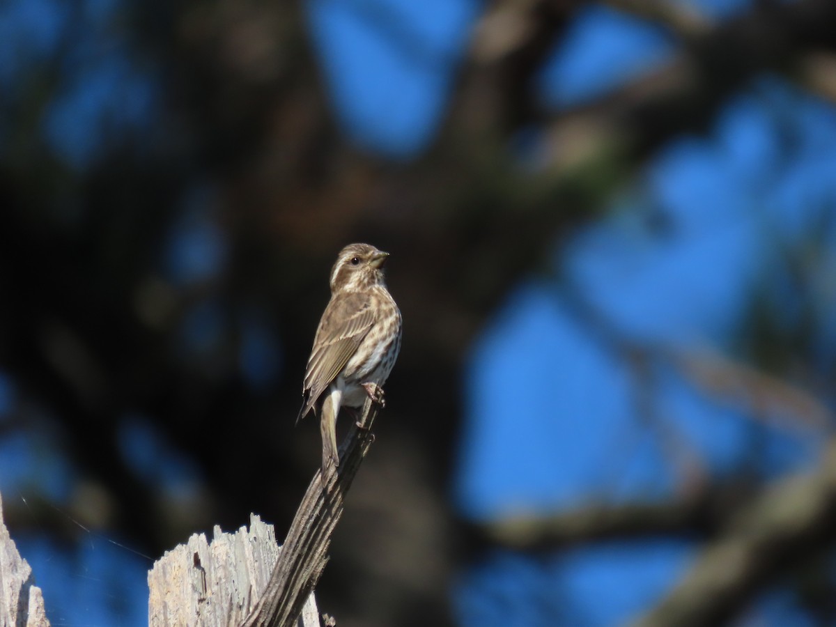 Purple Finch - ML278598291