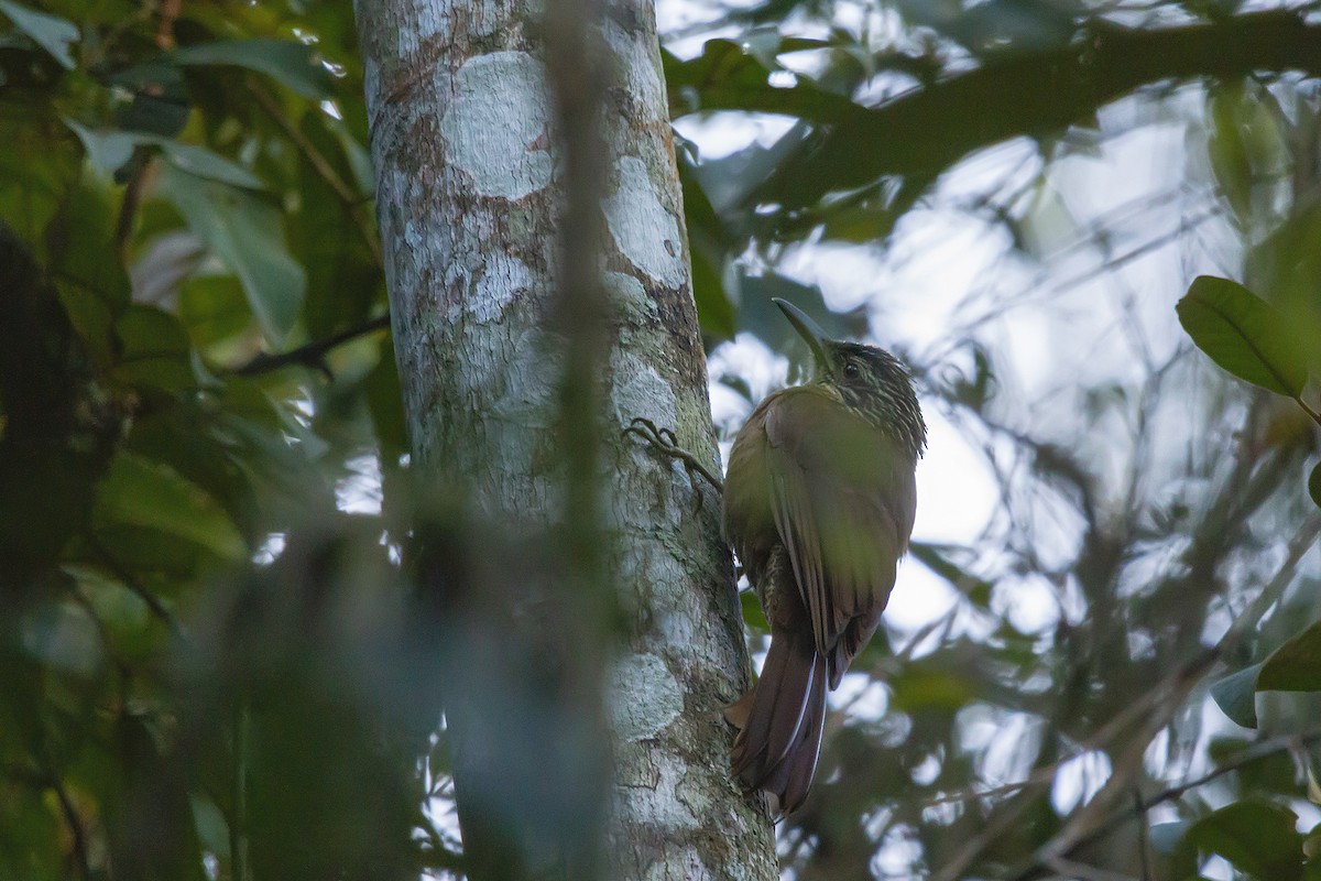 Planalto Woodcreeper - ML278599051