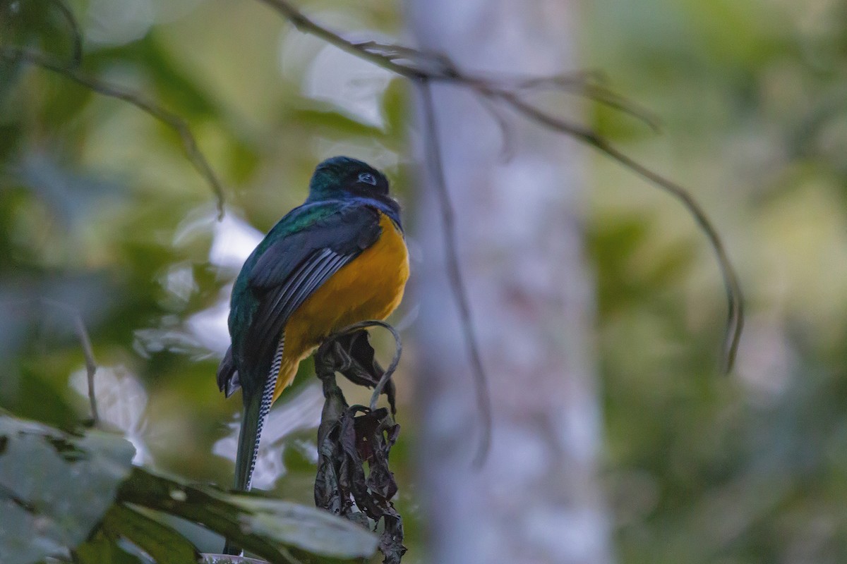 Atlantic Black-throated Trogon - ML278599061