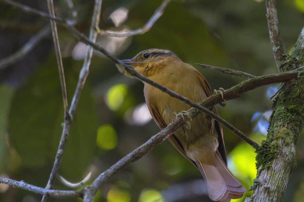 Ochre-breasted Foliage-gleaner - ML278600691