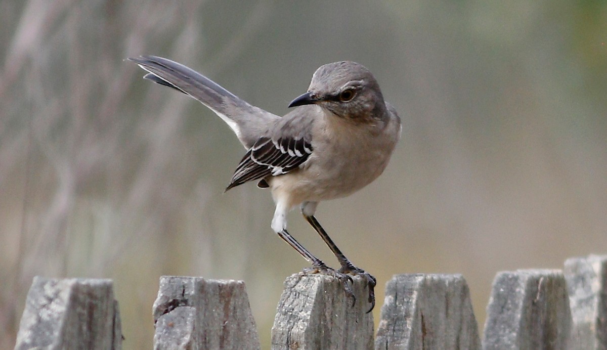 Northern Mockingbird - ML278601041