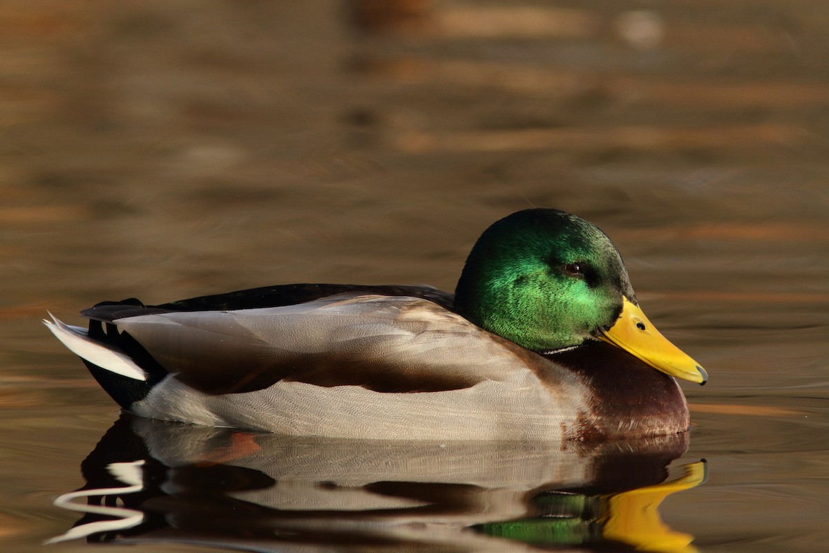 Mallard - ML278602801