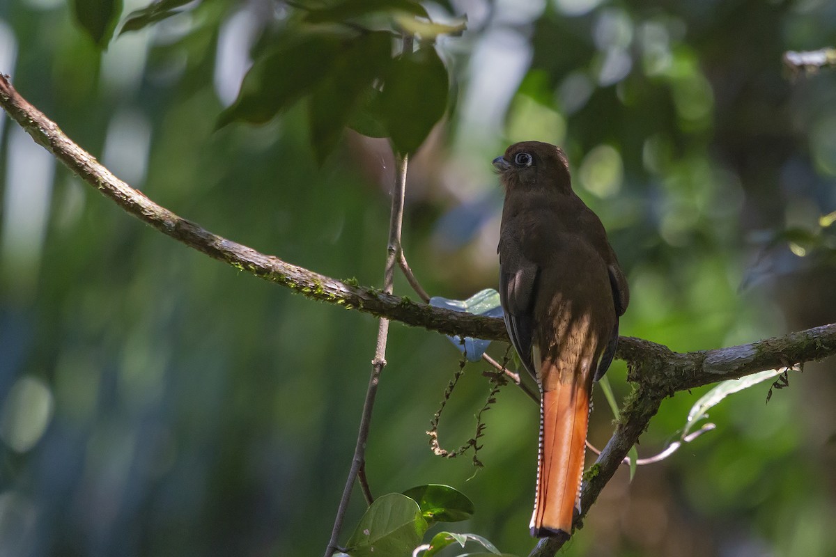 Atlantic Black-throated Trogon - ML278603531