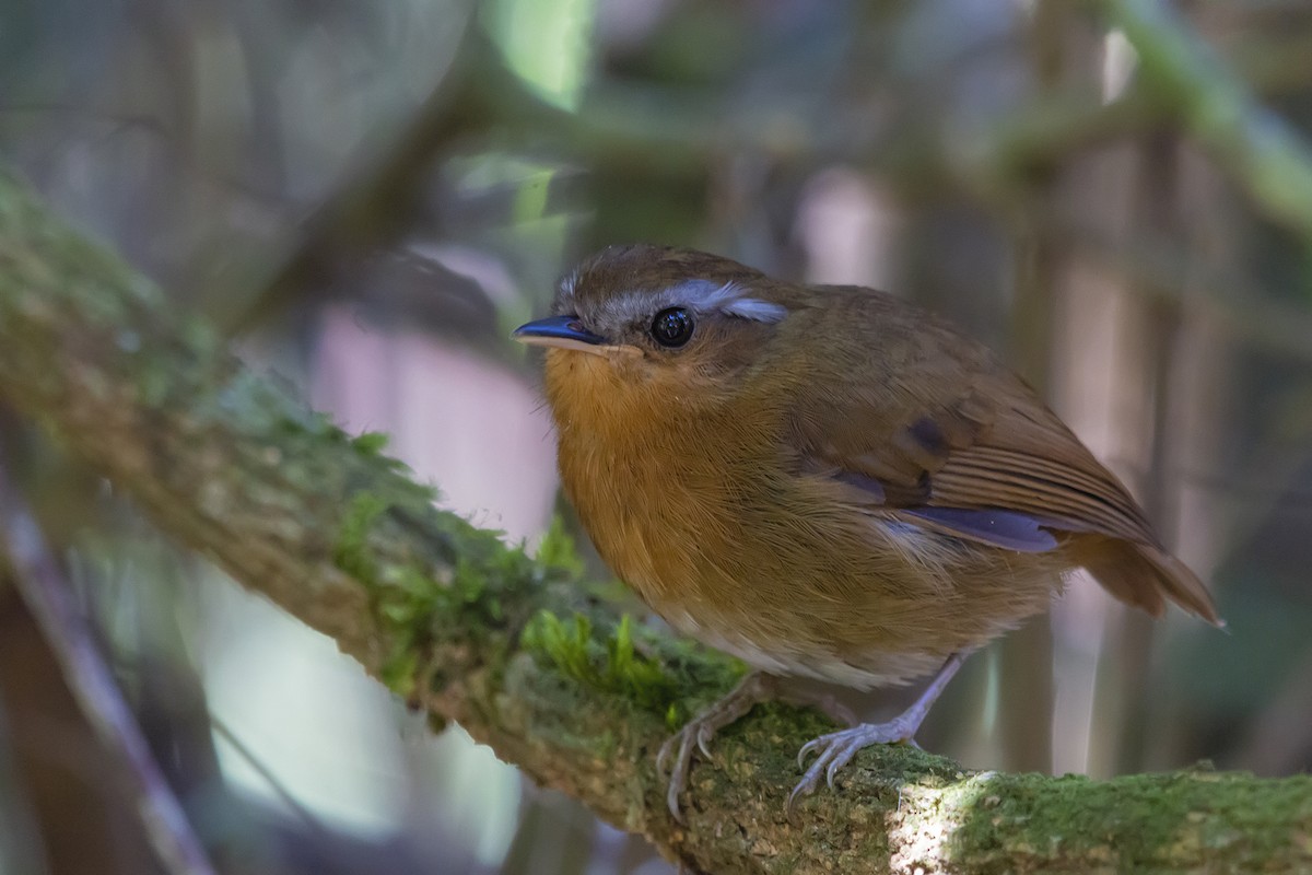 Rufous Gnateater - ML278603911