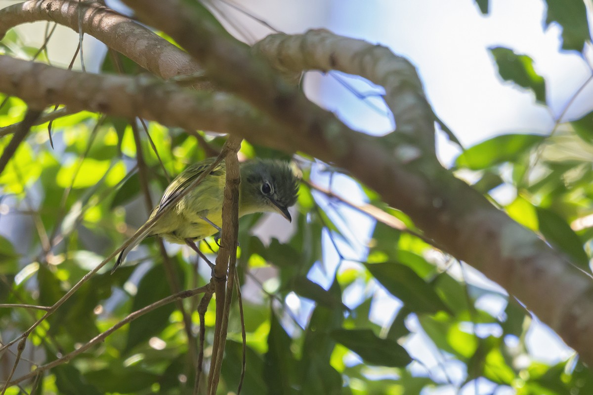 Yellow-olive Flatbill - ML278604151