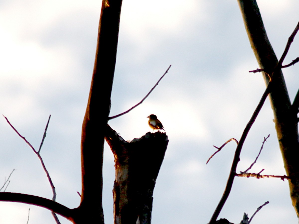 Evening Grosbeak - ML278605831