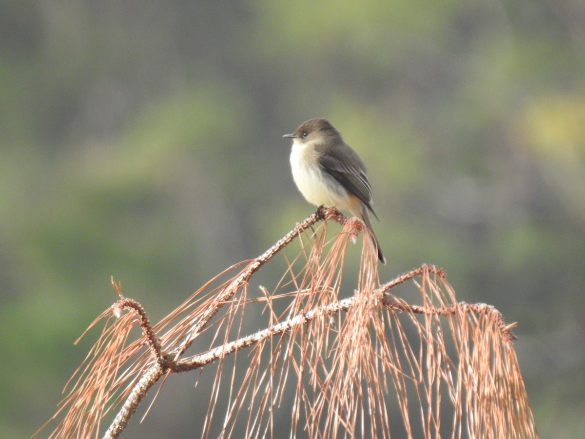 Eastern Phoebe - ML278606061
