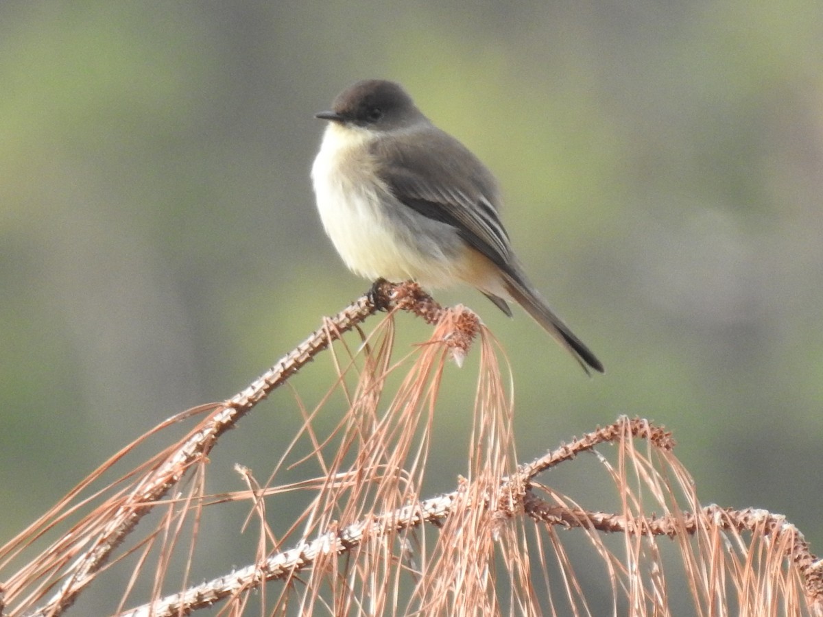 Eastern Phoebe - ML278606091