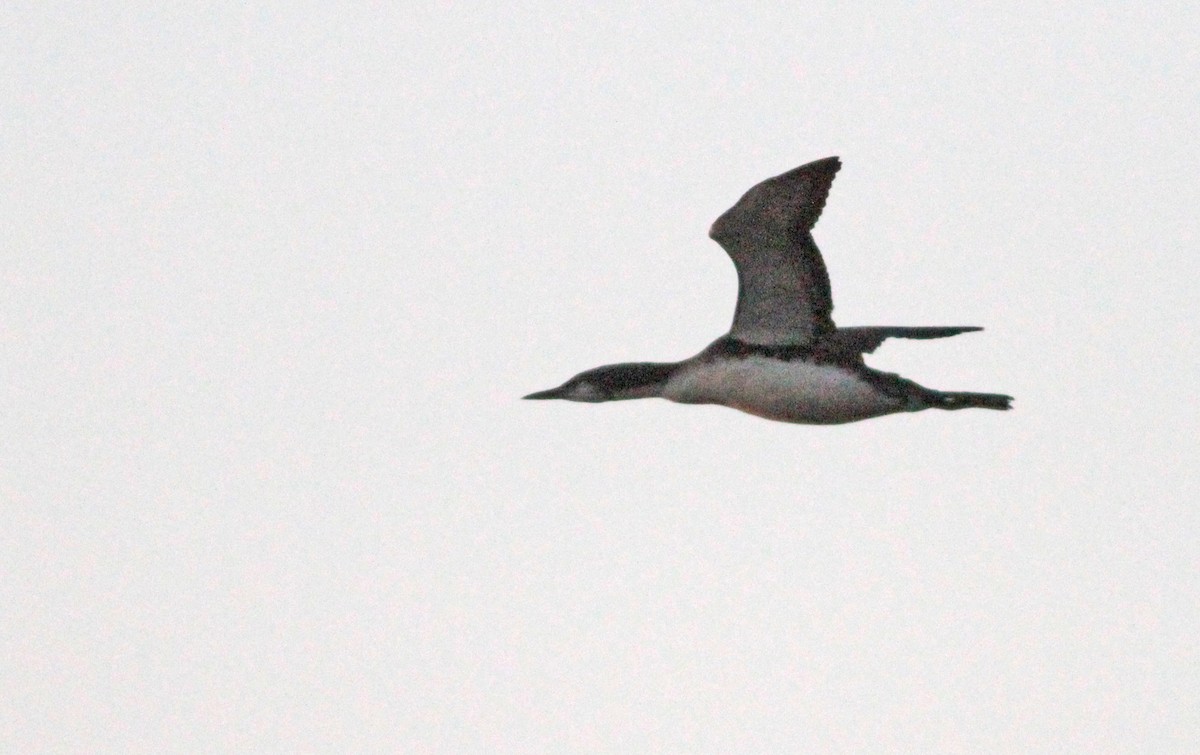 Pacific Loon - ML278606551