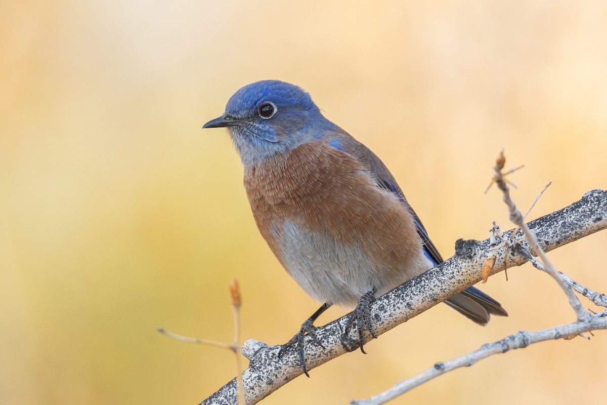 Western Bluebird - ML278609401