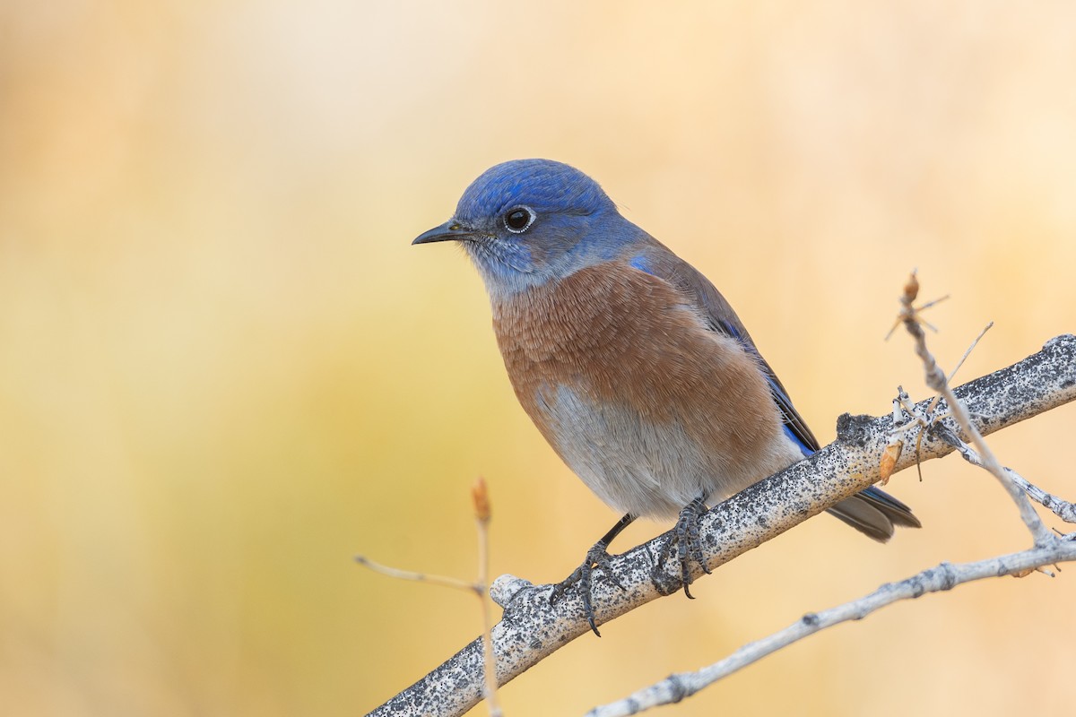 Western Bluebird - Owen Sinkus