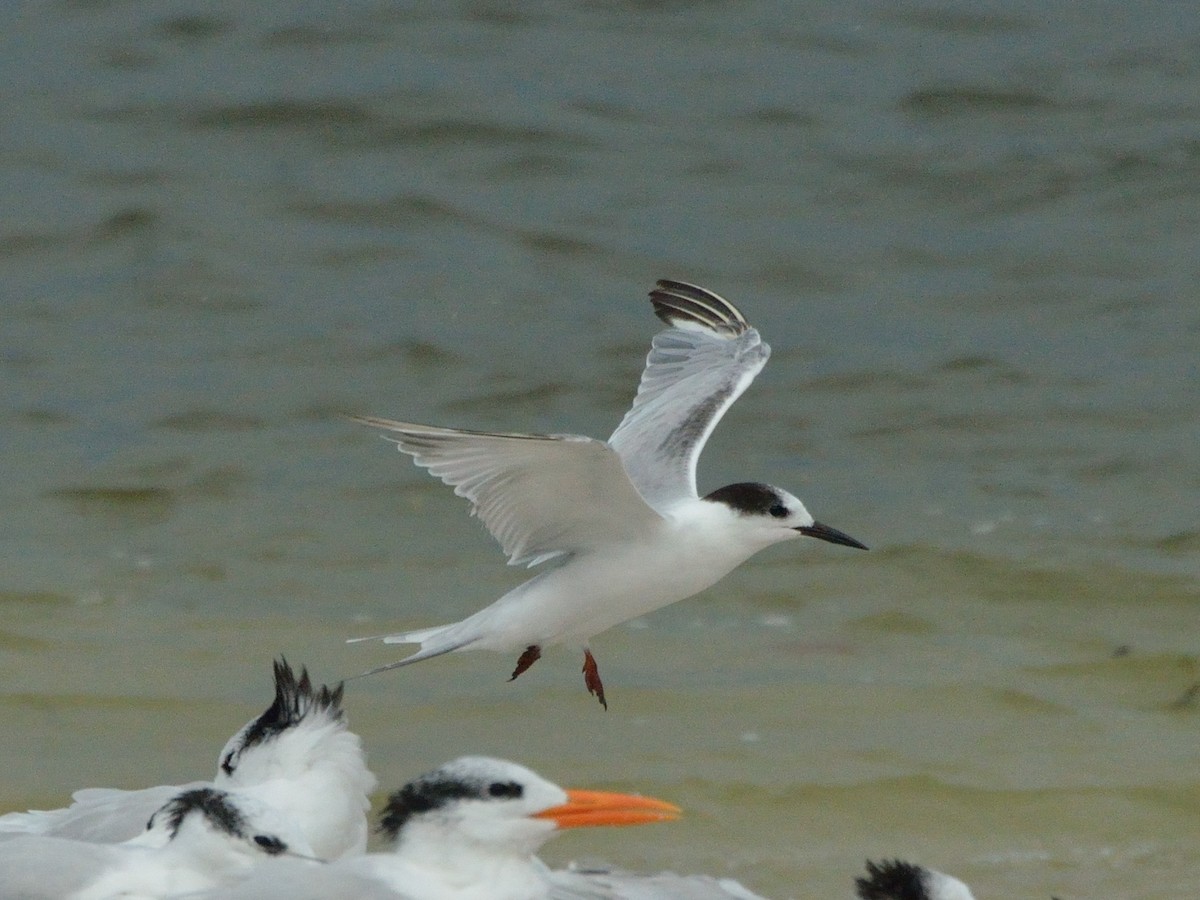 Common Tern - ML278609611