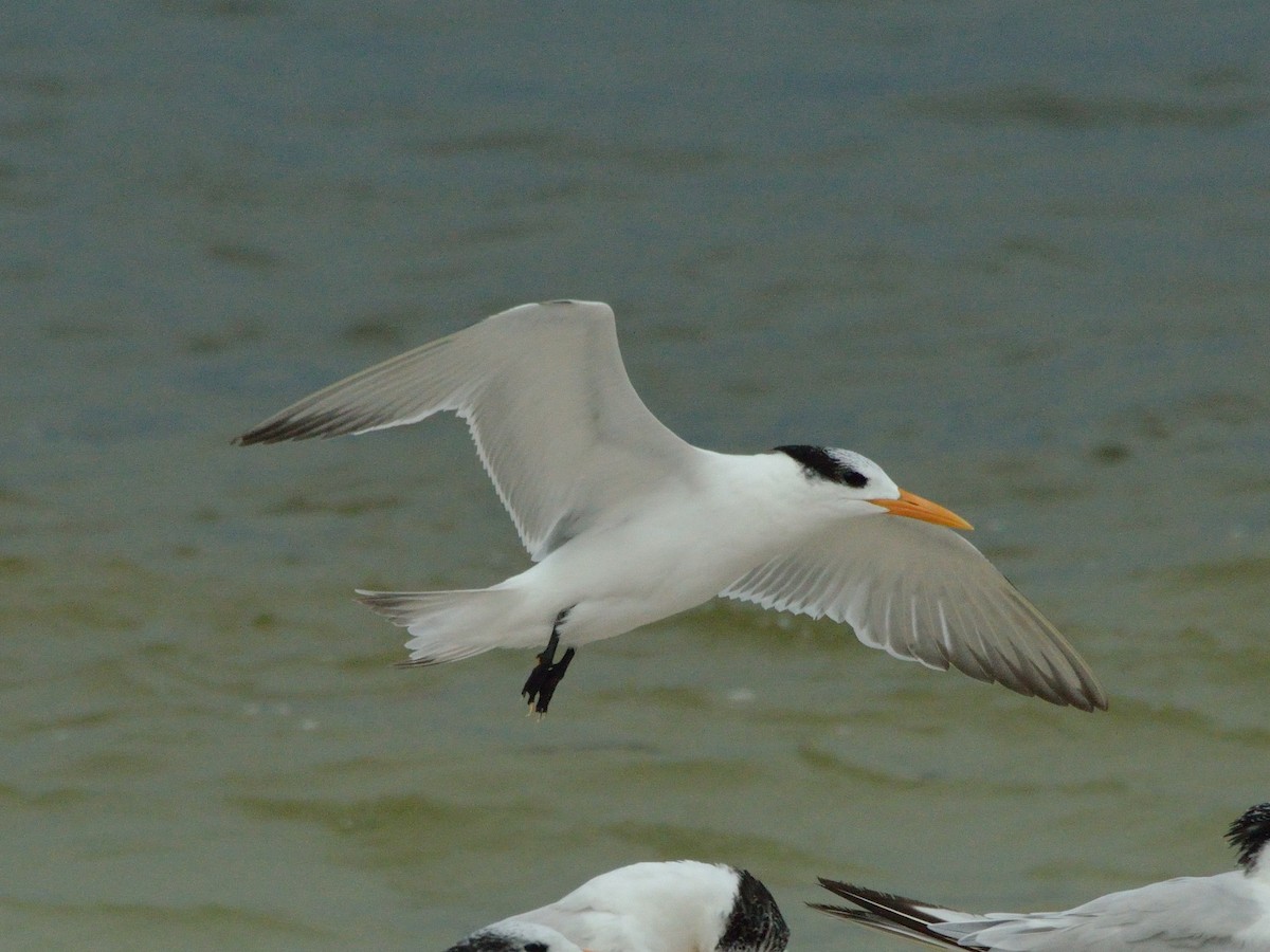 Royal Tern - ML278610021