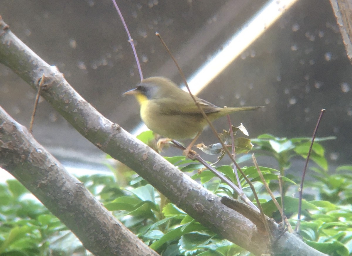 Common Yellowthroat - ML278610221