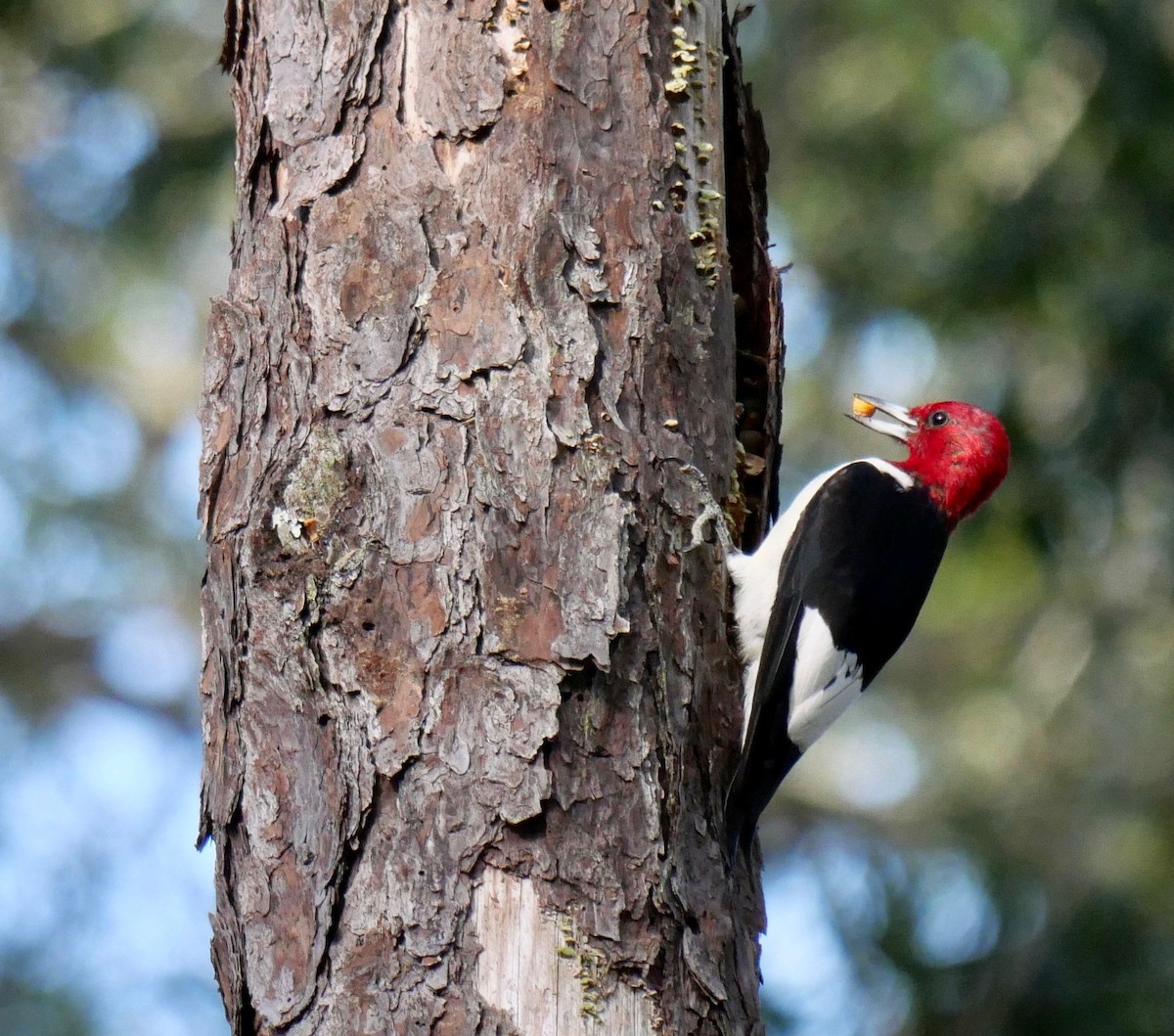 Red-headed Woodpecker - Gallus Quigley
