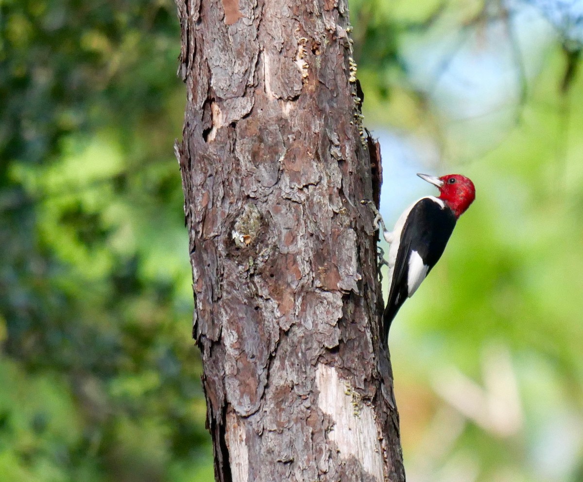 Red-headed Woodpecker - ML278612941