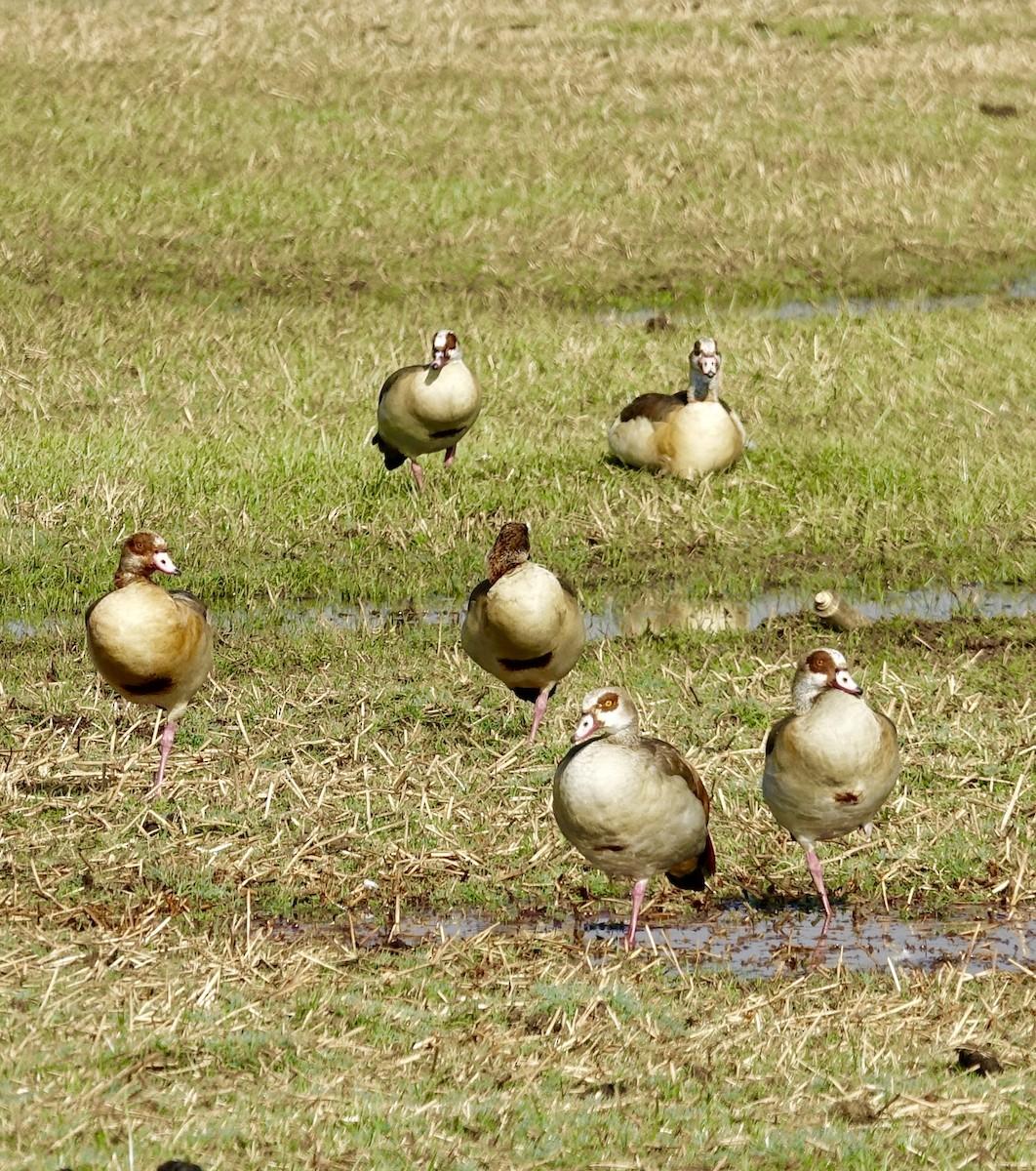 Egyptian Goose - ML278614571