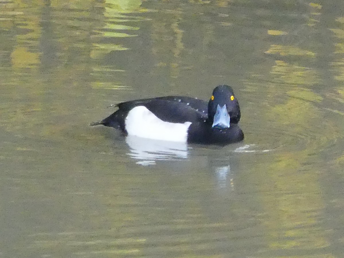 Tufted Duck - Eduardo Blanco Vega