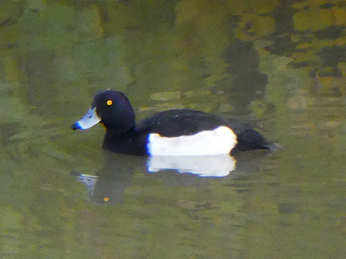 Tufted Duck - Eduardo Blanco Vega