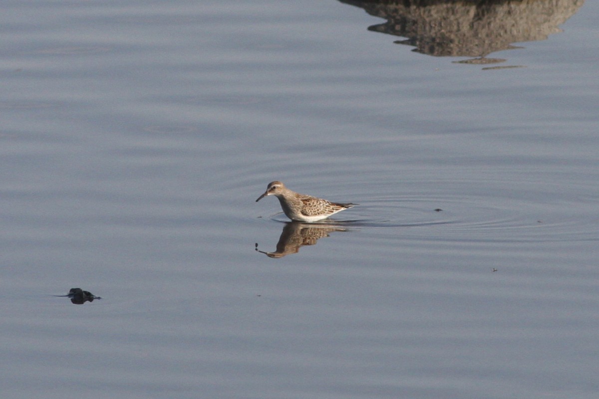 White-rumped Sandpiper - ML278617041