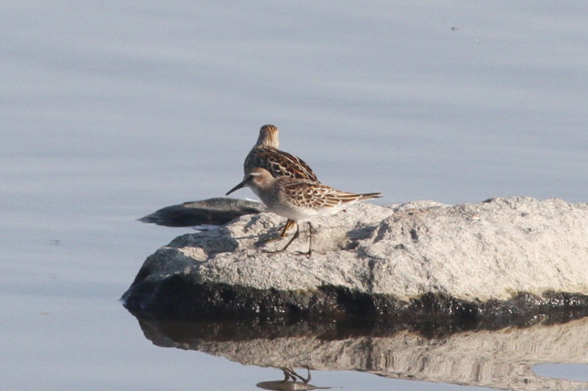 White-rumped Sandpiper - ML278617051