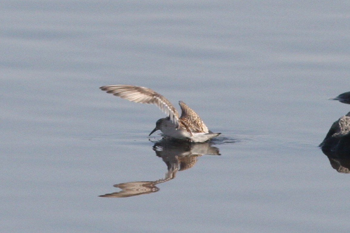 White-rumped Sandpiper - ML278617061