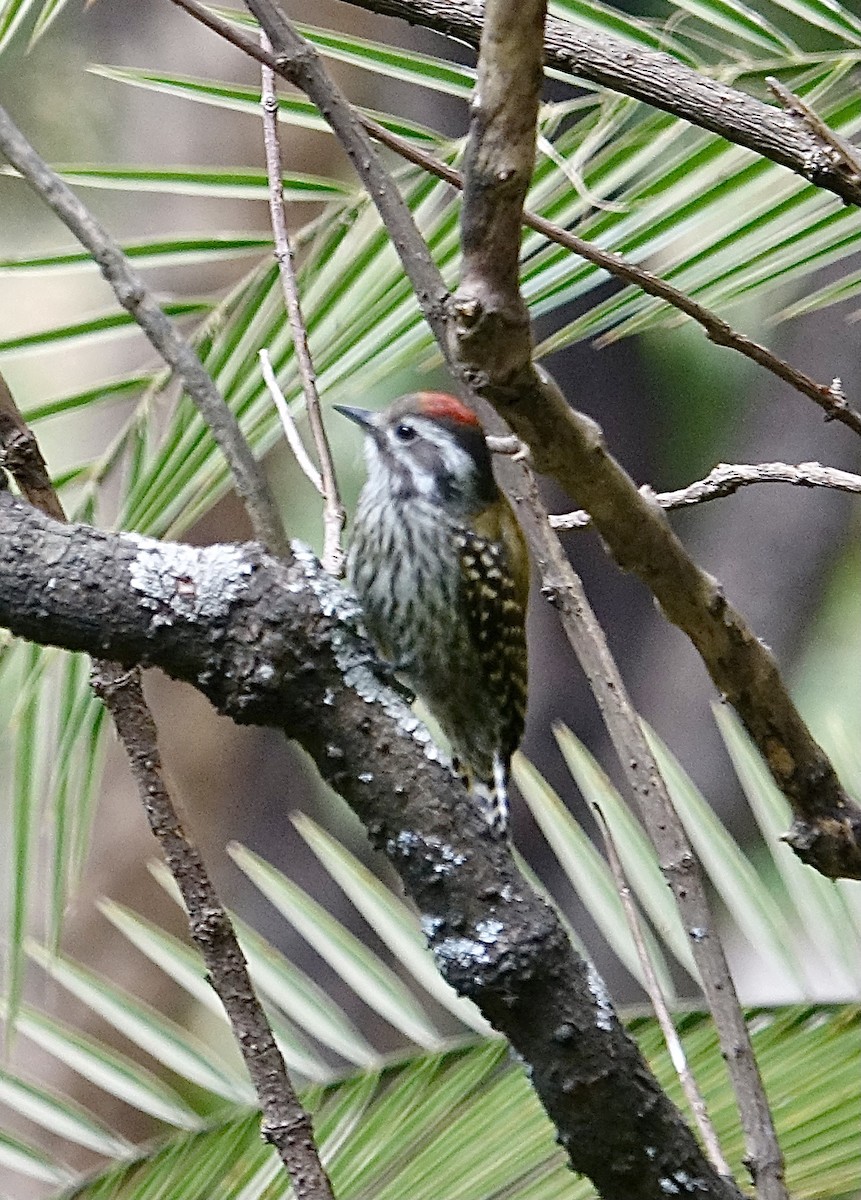 Abyssinian Woodpecker - ML278618901