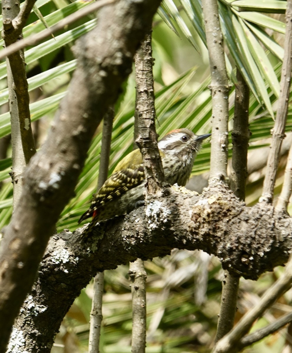 Abyssinian Woodpecker - ML278618911