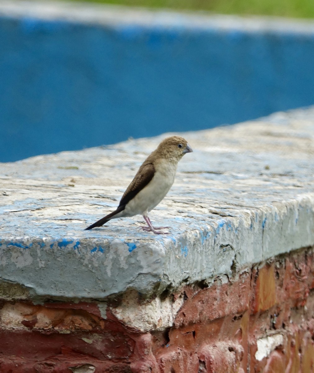 African Silverbill - ML278619161