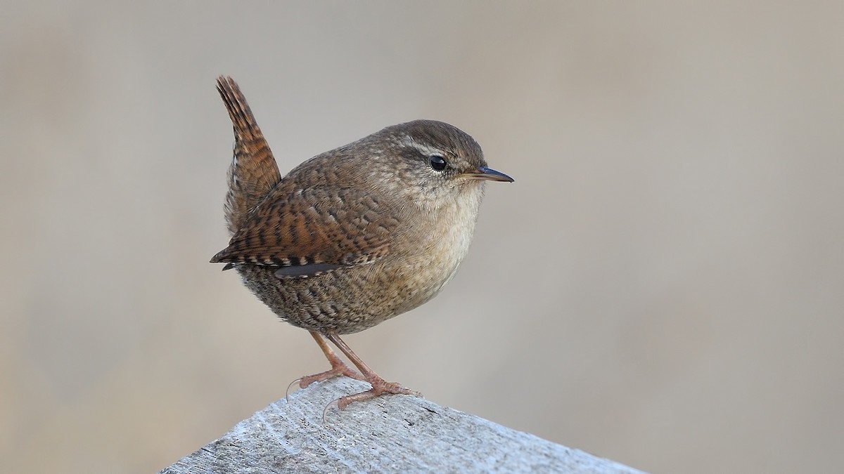 Eurasian Wren (Eurasian) - Kuzey Cem Kulaçoğlu