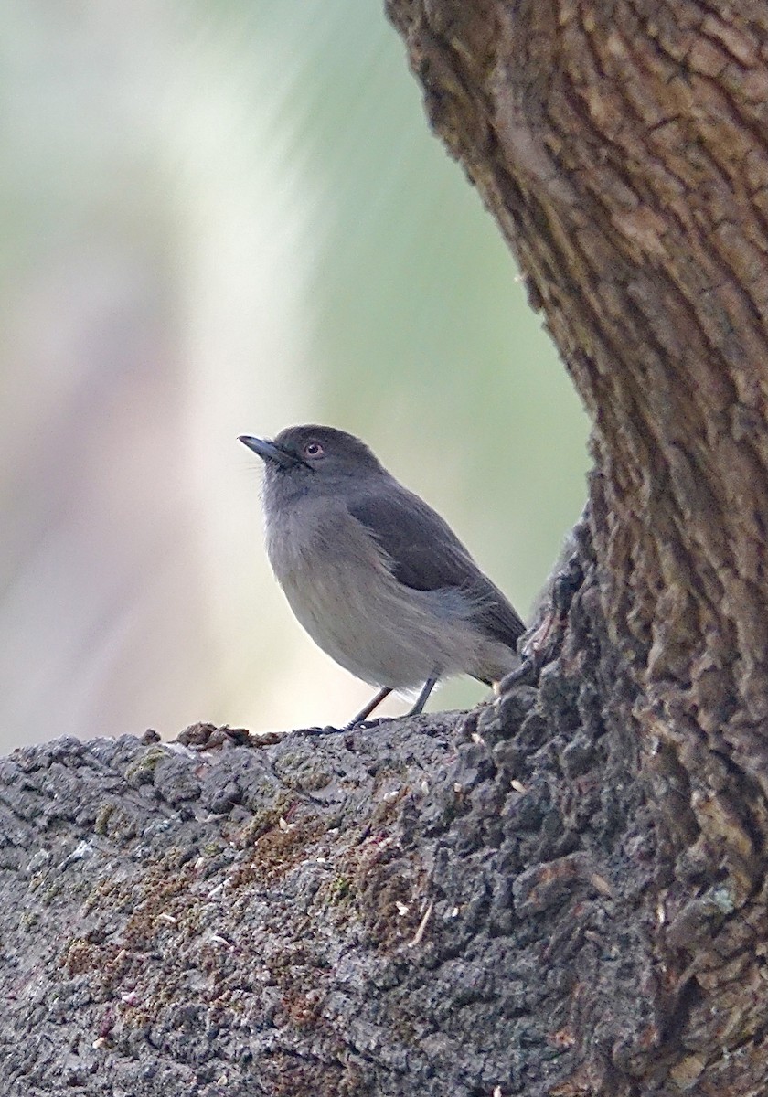 Abyssinian Slaty-Flycatcher - ML278619631