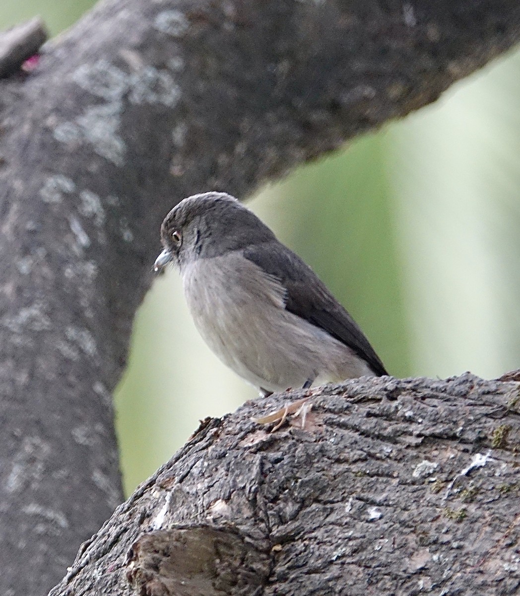 Abyssinian Slaty-Flycatcher - ML278619641