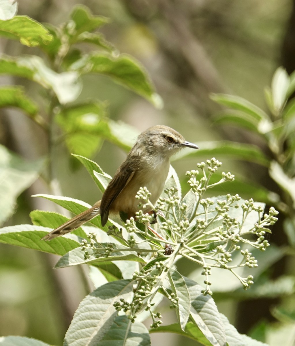 Prinia modeste - ML278619921