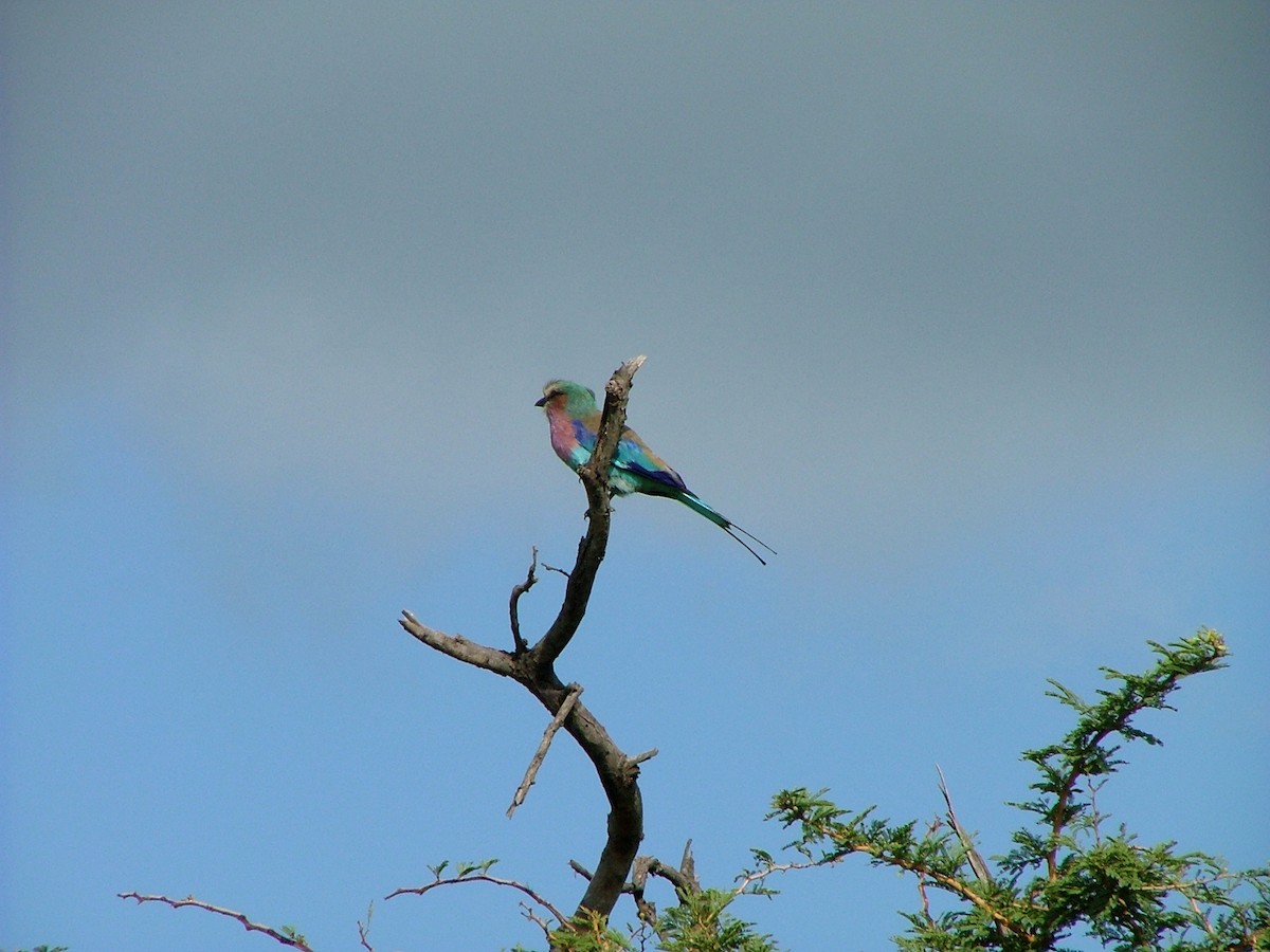 Lilac-breasted Roller - ML278620031