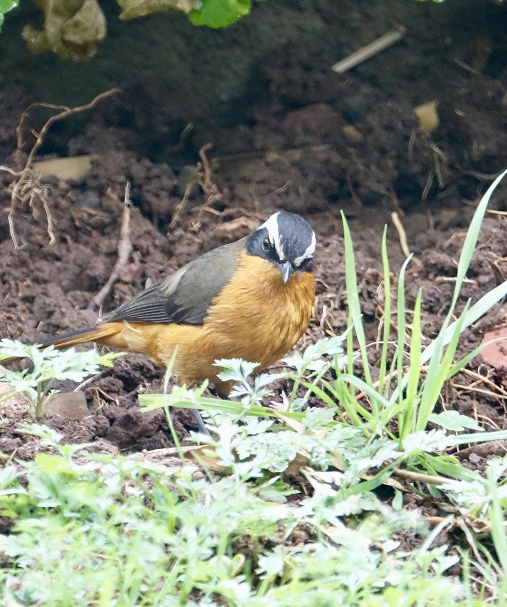 Rüppell's Robin-Chat - ML278620291