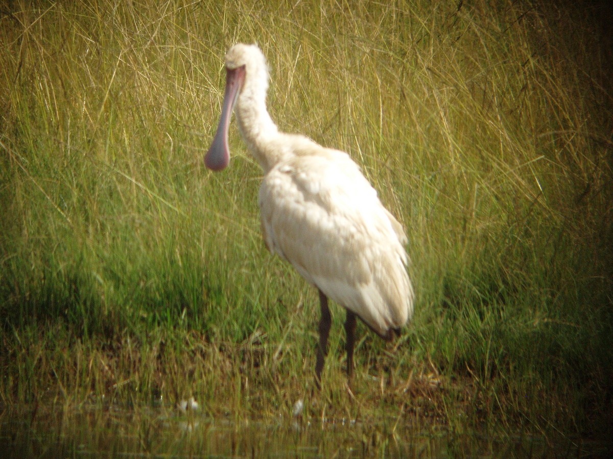 African Spoonbill - ML278622041