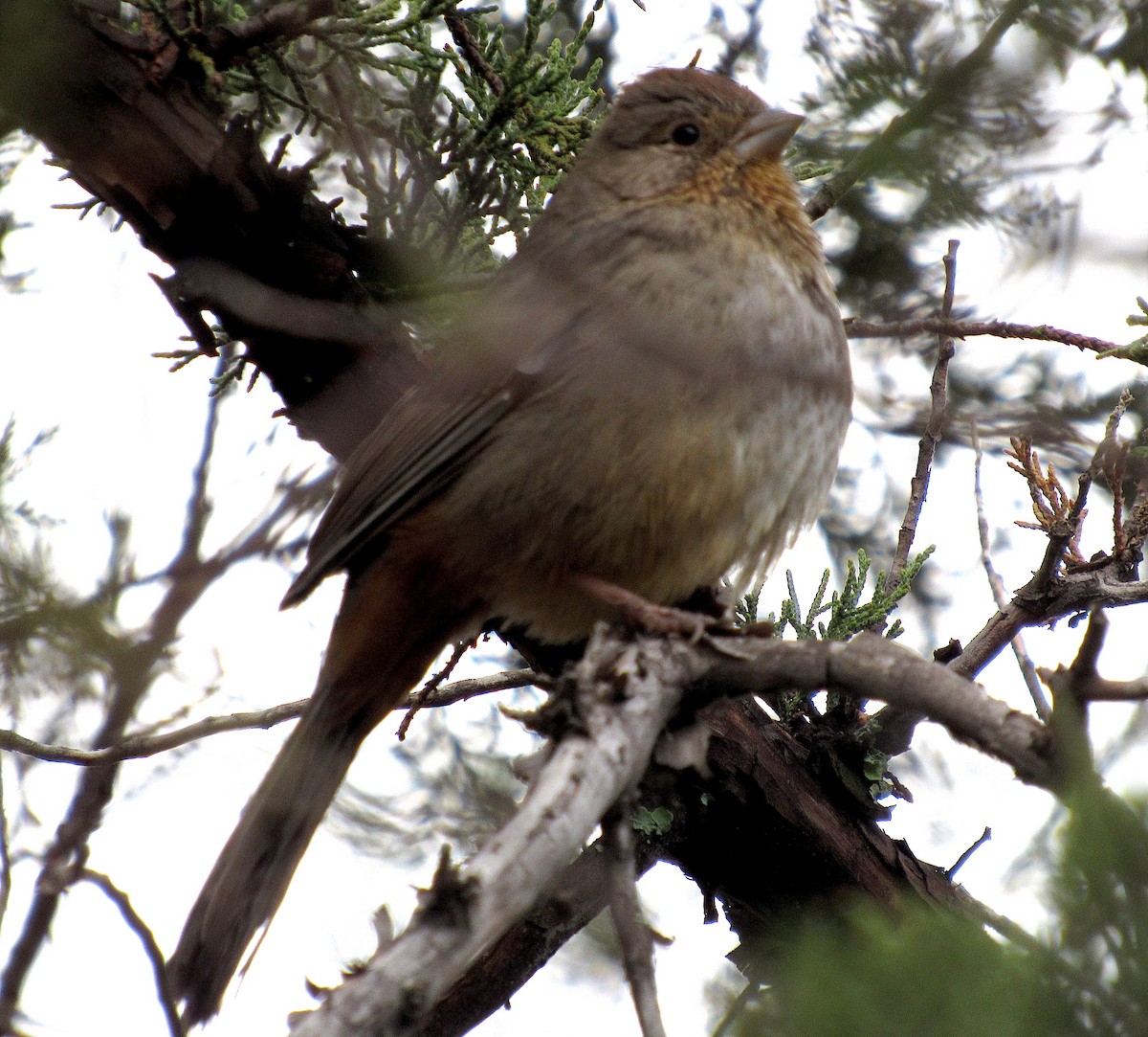 Canyon Towhee - ML278622421