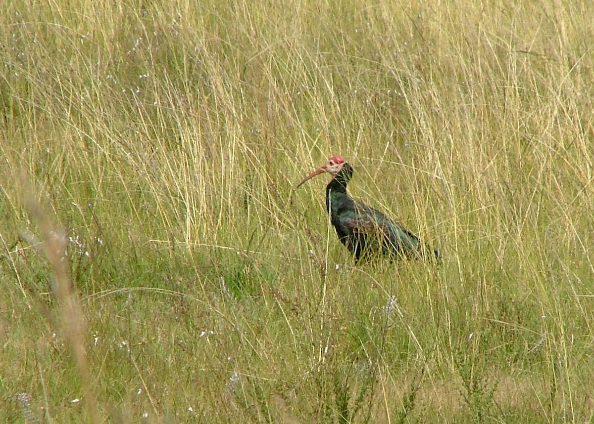 Southern Bald Ibis - ML278622521