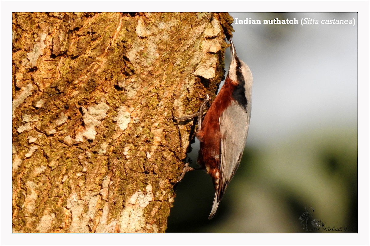 Indian Nuthatch - ML278624541