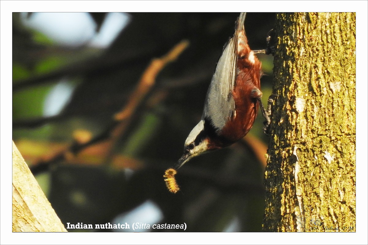 Indian Nuthatch - ML278624631